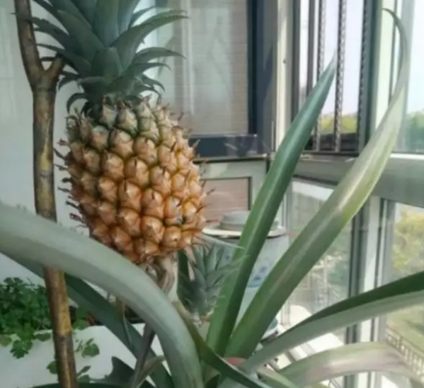 种菠萝头能长出菠萝吗，如何种植菠萝