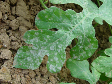 大棚西瓜的种植方法和管理技术，大棚西瓜几月份种植比较好