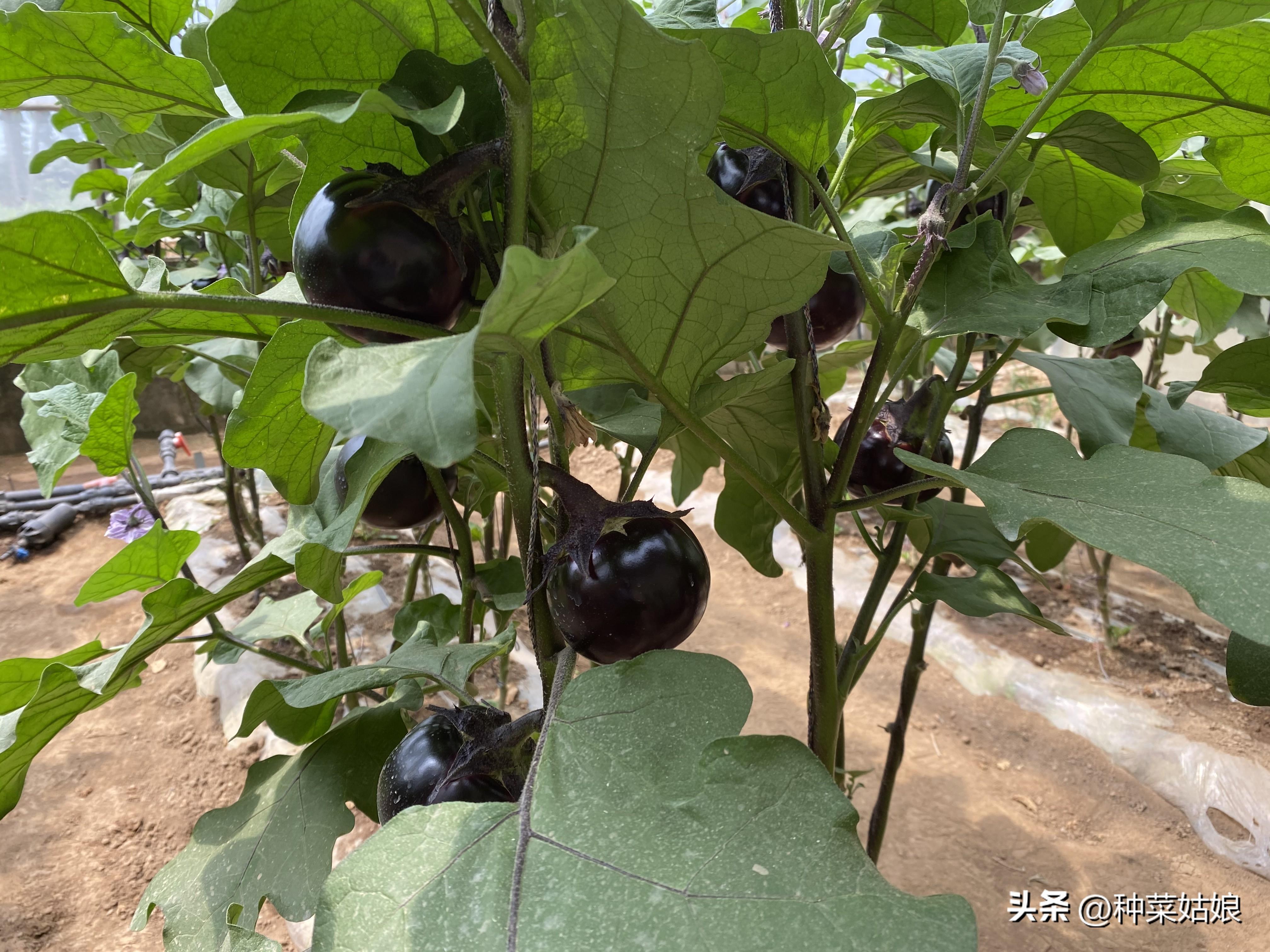 茄子的种植方法和管理技术，关于茄子的简单介绍