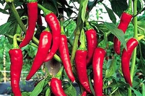 种辣椒一年一亩赚多少钱，种辣椒每年能有多少利润