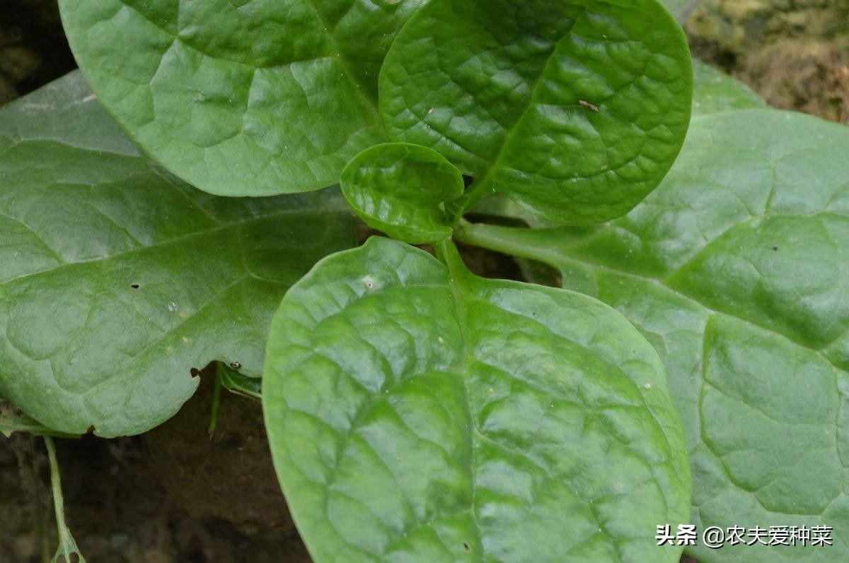 木耳菜几月份播种最适合，木耳菜的种植时间介绍