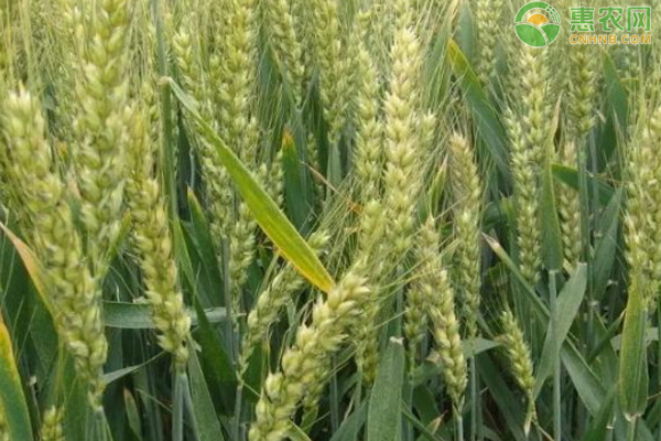 冬小麦在哪个地区，冬小麦是在什么地方种的