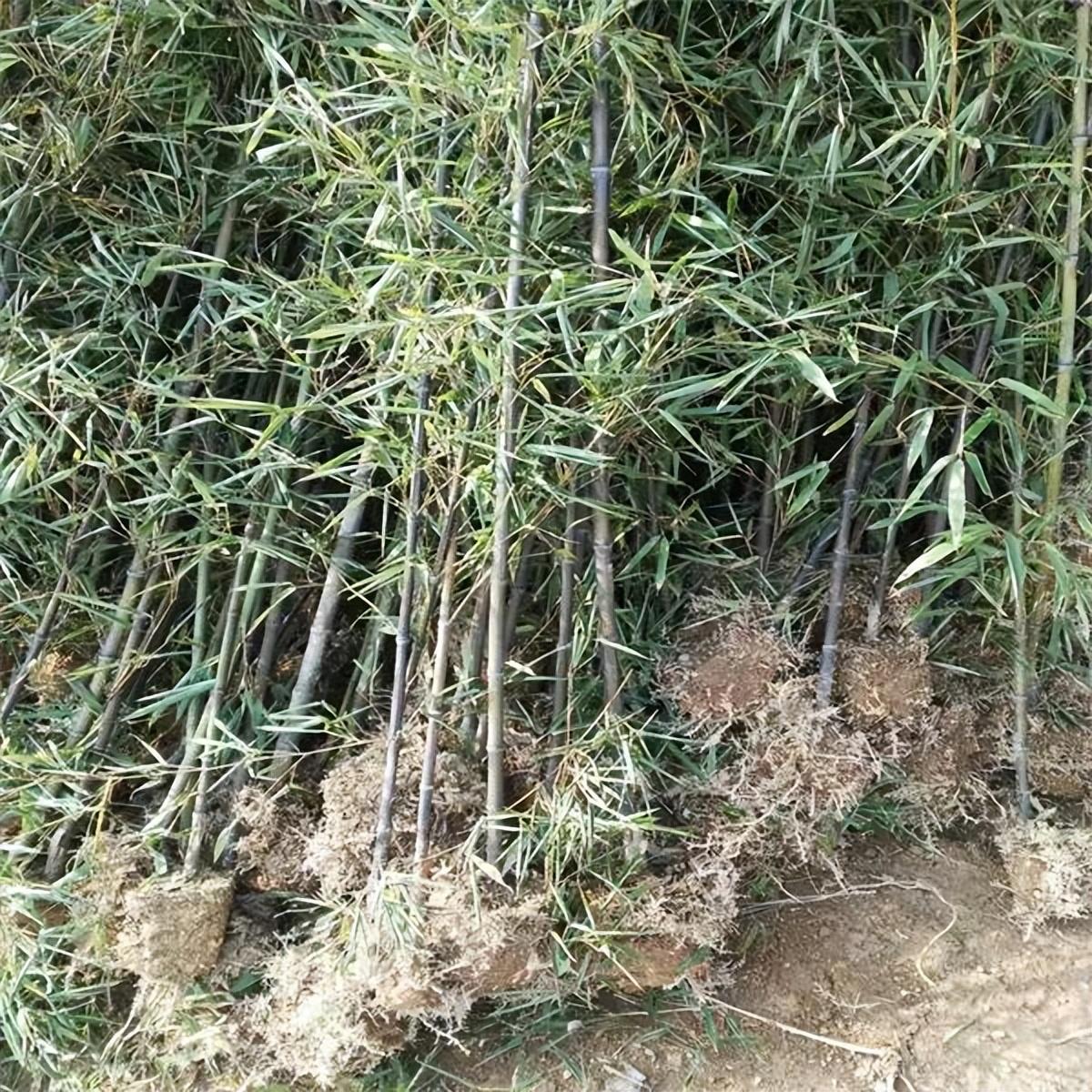 紫竹怎么养才能更旺盛，紫竹的养殖方法和注意事项