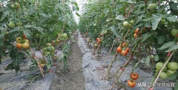西红柿种植用什么肥料，给西红柿施肥都需要注意什么