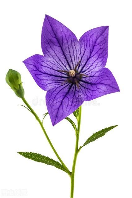 紫色风铃花的寓意是什么，紫色风铃花的花语