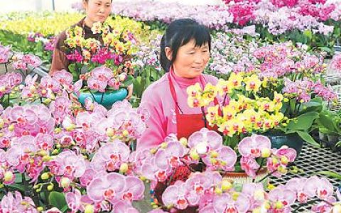 蝴蝶兰是哪个省的花？蝴蝶兰是台湾的省花吗