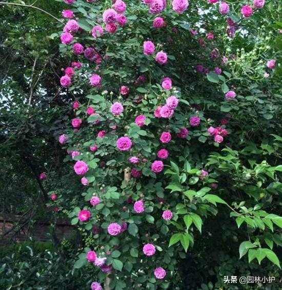 蔷薇科植物有哪些，常见的种蔷薇科植物