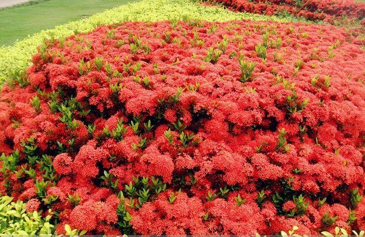 红色的花有哪些，常见红颜色的花大全