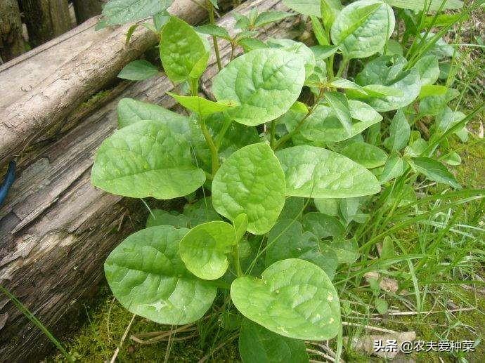 木耳菜几月份播种最适合，木耳菜的种植时间介绍