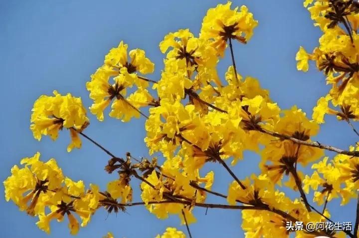 黄风铃花的花语和寓意，黄风铃花想着的意义是什么