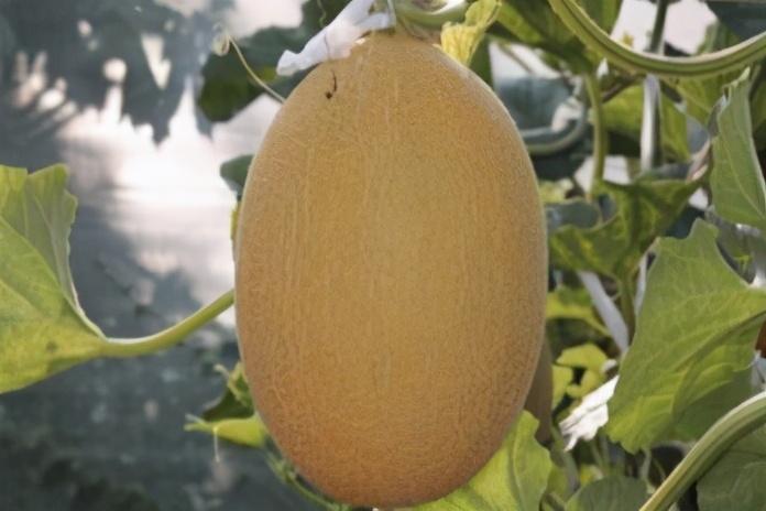 哈密瓜什么时候种植，哈密瓜的栽培时间和技巧
