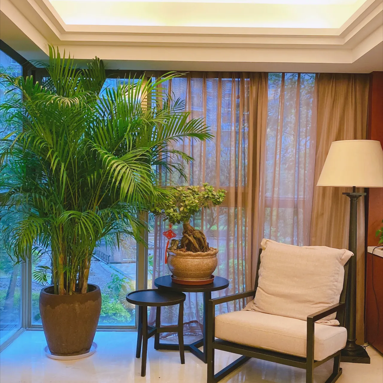 室内最好养的大型绿植排名,适合客厅养的大型盆栽有哪些