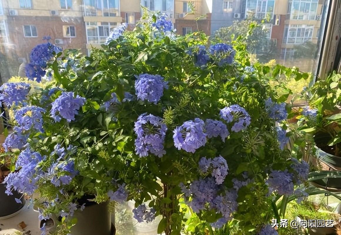 蓝雪花的花期是什么时候，蓝雪花是几月份开花