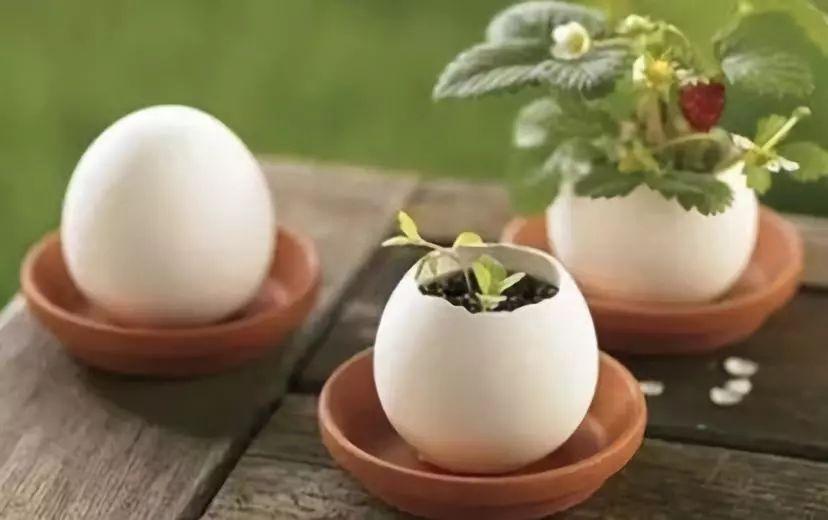 鸡蛋壳可以做肥料吗，鸡蛋壳的用途都有哪些