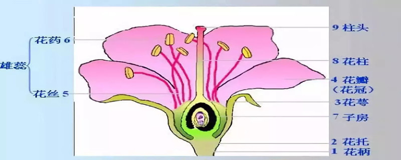 花的结构图和六个部分的名称