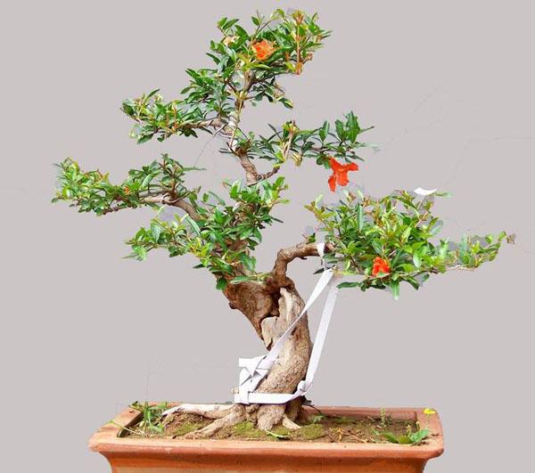 盆栽石榴树的养殖方法和注意事项，盆栽石榴树的养护技巧