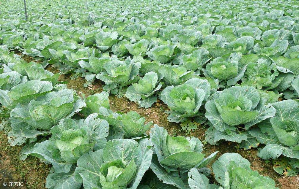 大头菜种植技术和播种时间，大头菜生长环境要求介绍