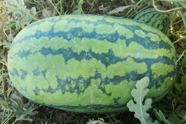 西瓜品种哪个好，十大西瓜品种排行榜