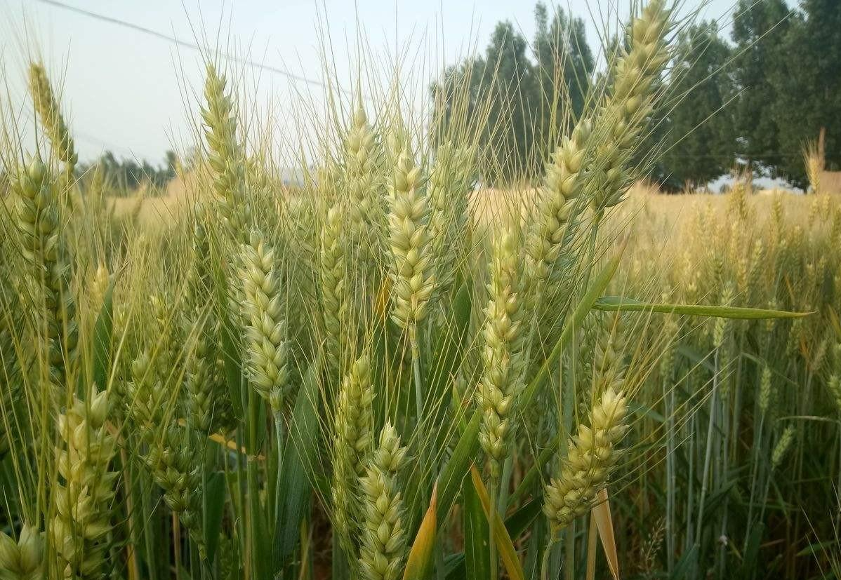 石麦28小麦品种简介，石麦28的相关资料介绍