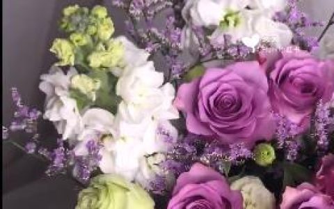 白色紫罗兰的寓意和象征，白色紫罗兰的花语是什么意思