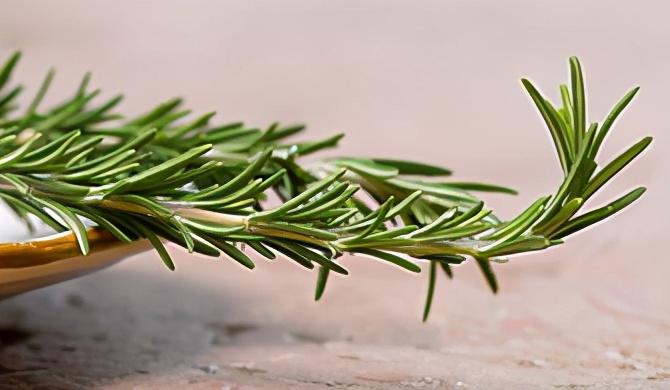 艾菊种植方法，艾菊的栽培技术和管理