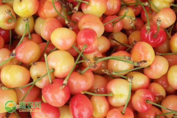 黄色樱桃品种有哪些？黄皮樱桃是什么品种