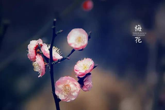 古代花的寓意，中国古代各种花的花语介绍