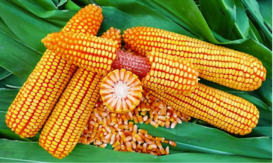 玉米种子哪个品种最好，比较好的玉米种子排行榜