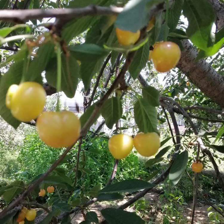 黄蜜樱桃简介，关于黄蜜樱桃的详细解说