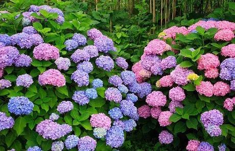八仙花有哪些颜色，介绍八仙花常见的几种颜色