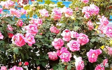 养玫瑰花的正确方法，养殖玫瑰花的方法介绍