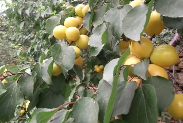 珍珠油杏的品种和特点介绍，珍珠油杏的栽培要点有哪些