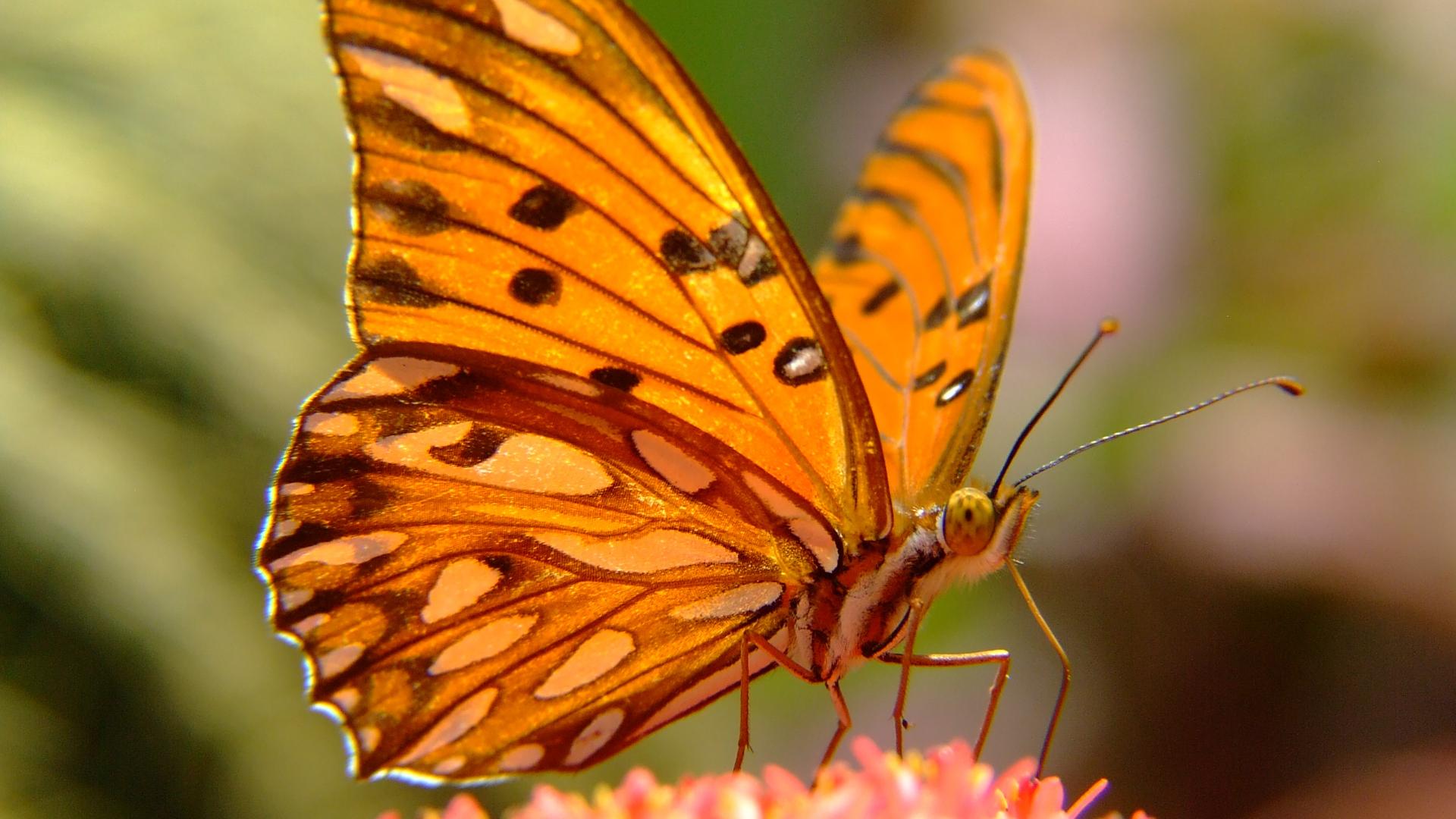 蝴蝶喜欢吃什么食物啊，关于蝴蝶的介绍
