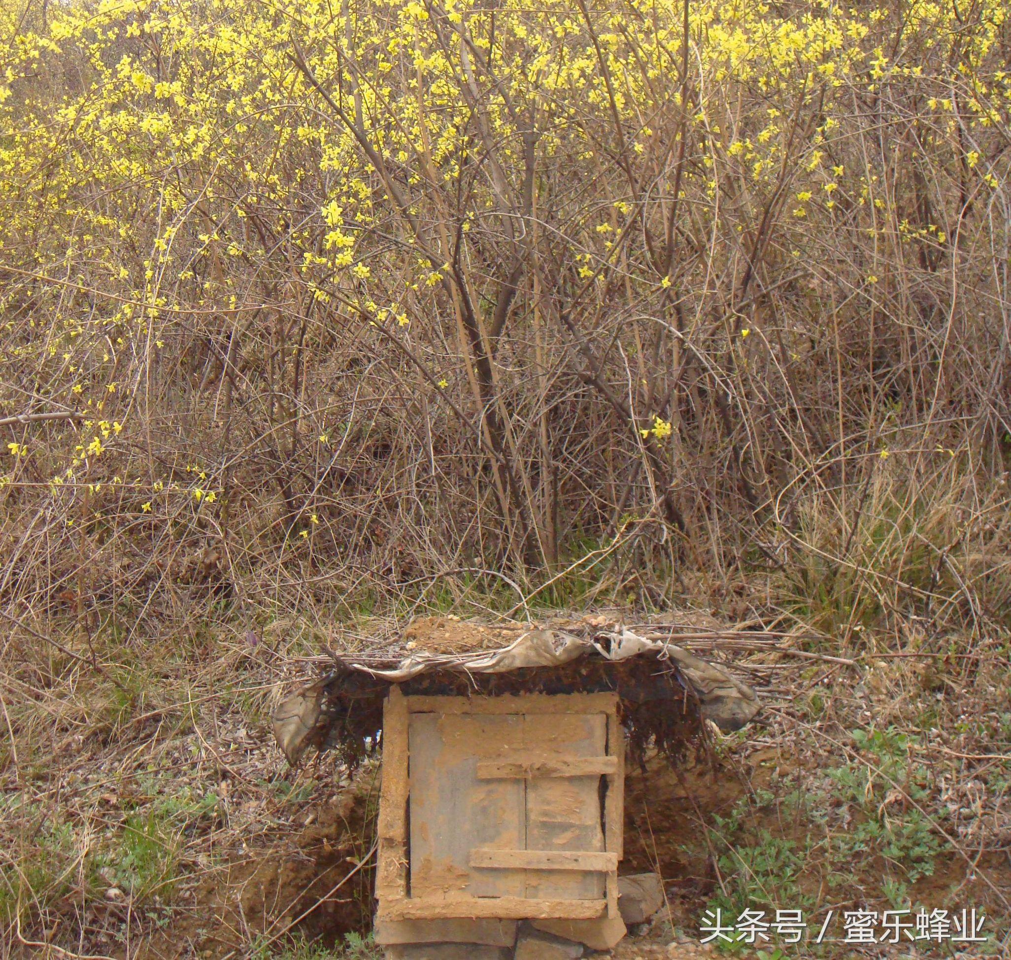 黄芪蜜是什么，常见的蜂蜜类型