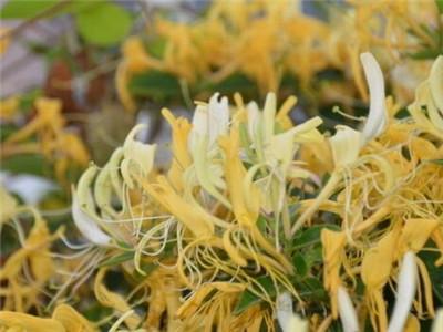 金银花养殖方法和注意事项养，金银花的栽培要点分享