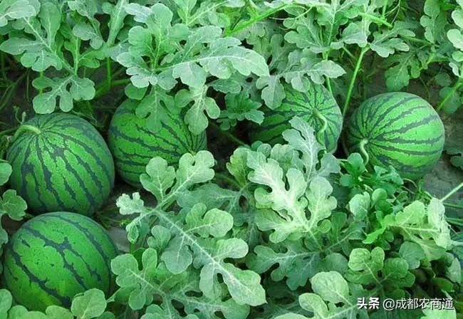 西瓜苗怎么培育和种植，西瓜苗的栽培养护技术