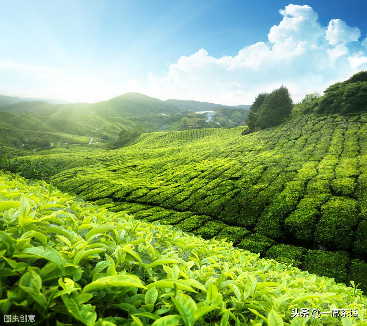 种茶叶需要什么条件才能种，茶叶的生长环境要求