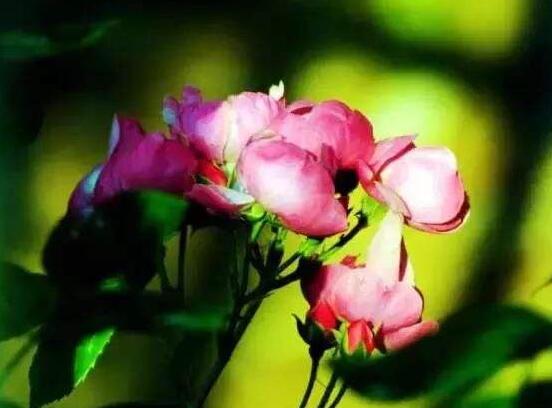 蔷薇花什么时候开花，蔷薇花的花期是在几月份