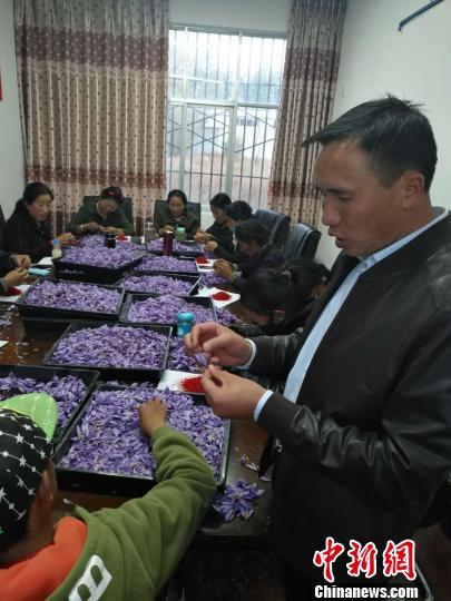 藏红花原产地是哪，藏红花产自哪个国家