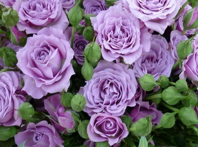 紫玫瑰花语象征与寓意，了解紫玫瑰代表什么含义