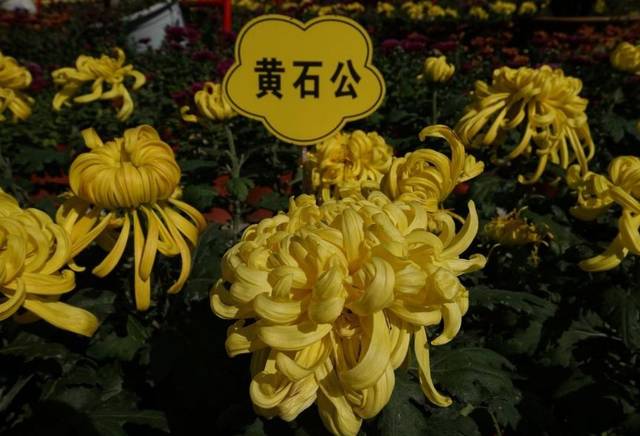 十大名贵菊花，常见的几种菊花品种介绍