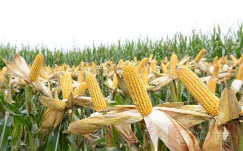 十大高产玉米品种，高产的玉米品种都有哪些