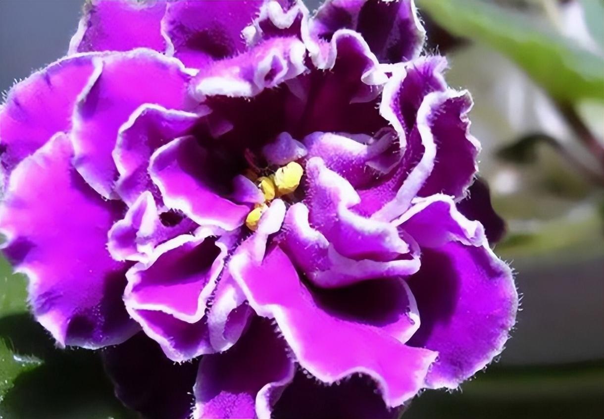 紫罗兰花怎么养，紫罗兰花的家庭养护方法分享
