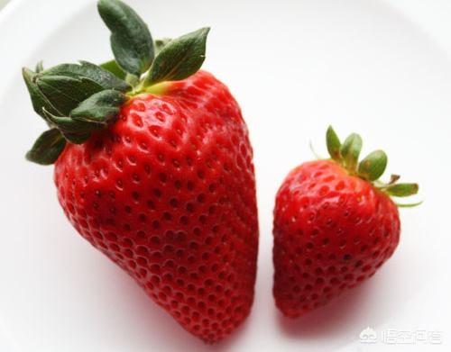 草莓种子是草莓上的籽吗？草莓籽能长出草莓吗