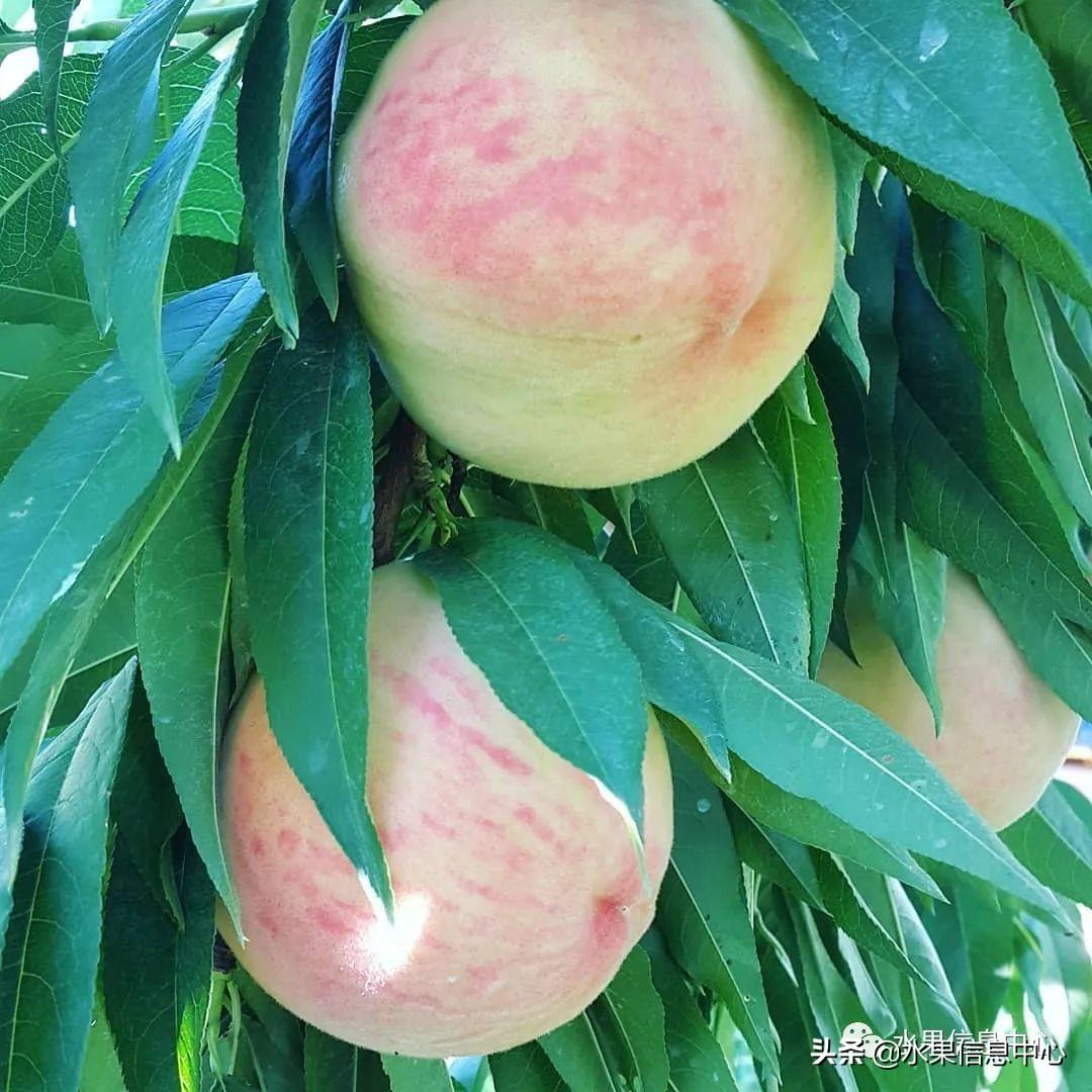 水蜜桃十大排名，水蜜桃适合在哪里种植