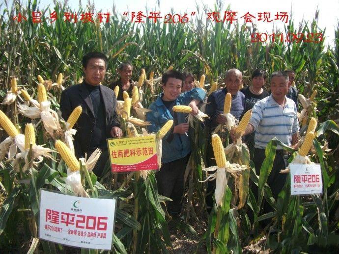 隆平206玉米种简介，隆平206的特点介绍