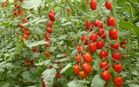 小番茄几月份种植最好，小番茄正常什么时候栽培合适