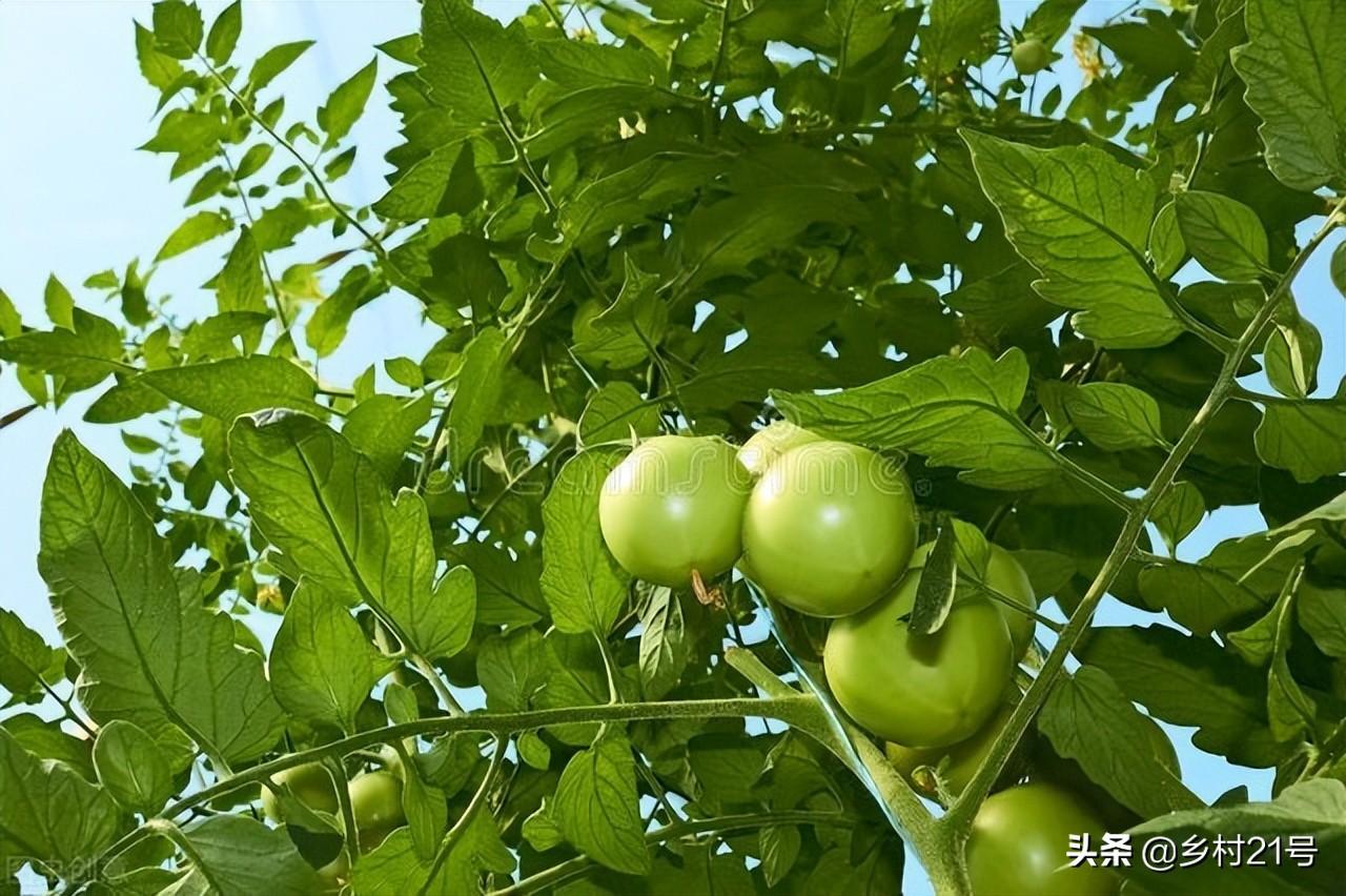 种植西红柿要剪枝吗，养殖西红柿的技巧