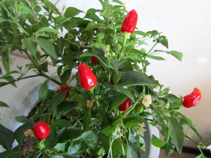 辣椒的种类。中国常见的辣椒品种介绍