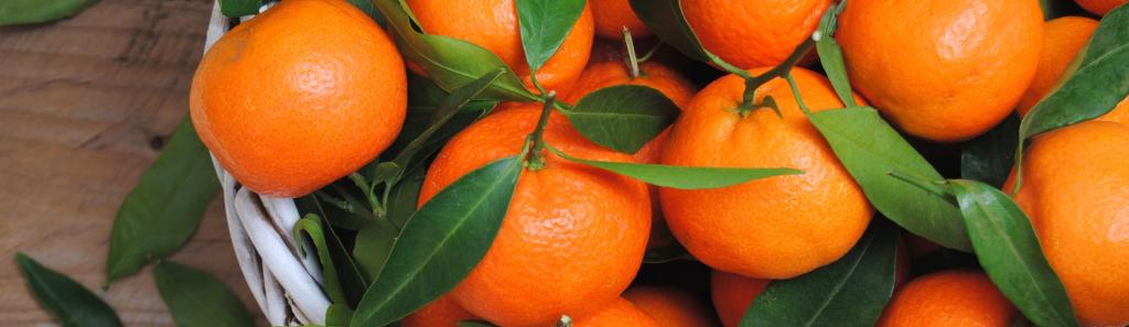 橘子树的外形特点介绍，橘子树的外形和图片分享